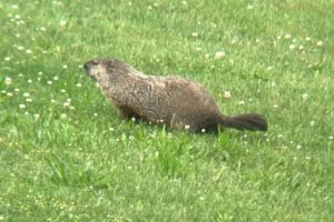 Writing, Qi Gong, and wildlife.