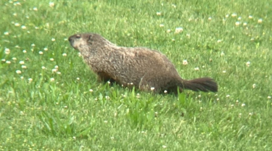 Writing, Qi Gong, and wildlife.